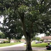 tree front yard