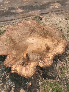 tree stump