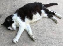 sweet oreo compressed